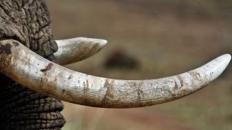 Empat Gading Gajah Diperdagangkan di Riau, Bernilai Hampir Rp100 Juta