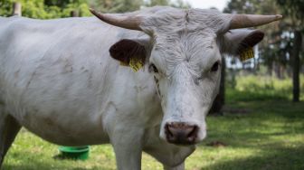 Antisipasi Wabah PMK, Ganjar Buka Posko untuk amankan Hewan Ternak, Ini Nomornya
