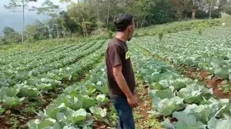 Harga Kubis dan Tomat Anjlok, Petani Dieng Persilakan Warga Petik Gratis