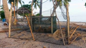 Bersua Pak Bujang, Pejuang Konservasi Penyu Dalam Sunyi di Pulau Lampu