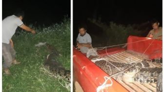 Gigit Warga saat Mencari Ikan, Buaya Muara Sepanjang 3 Meter Dievakuasi