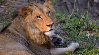 Sedihnya! Diduga Terinfeksi Covid-19, Singa di Kebun Binatang India Mati