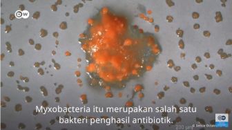 Peneliti Indonesia Temukan Antibiotik Baru dari Bakau di Muara Angke