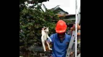 Susah Payah Selamatkan Kucing Kampung, Aksi Petugas Damkar ini Bikin Haru