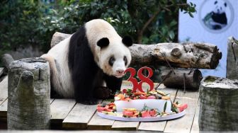 Sehari Sebelum Dirgahayu RI Ke-75, Panda Tertua di Dunia Ulang Tahun Ke-38