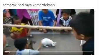 Bikin Gemas, Tiga Ekor Kucing Ikut Lomba Makan Ikan Meriahkan HUT RI