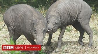 Babirusa Asal Indonesia Tiba di Taman Satwa London