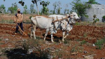 Kisah Pembajak Sawah di Tuban Banting Tulang Demi Beli Paket Internet Anak