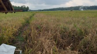 Petani Malingping Terancam Merugi, Pesawahan di Dua Blok Diserang Hama