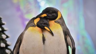 Adopsi Telur, Pasangan Penguin Gay di Spanyol Siap Jadi Orang Tua