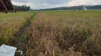 Distanbun Lebak Terjunkan Tim Antisipasi Serangan Hama dan Kekeringan