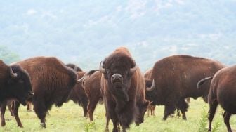 Duh, Lagi Asyik Selfie, Tiba-Tiba Turis Wanita Ini Diseruduk Bison