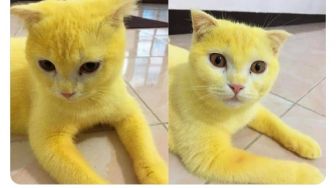 Diwarnai Pakai Kunyit, Kucing Kuning ini Tuai Perdebatan Publik