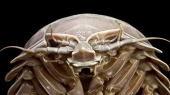 Serangga Terbesar di Laut Indonesia Ditemukan