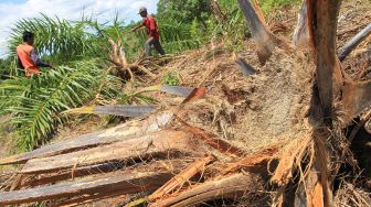 Warga menunjukan tanaman kelapa sawit yang dirusak kawanan gajah liar di Desa Seumantok, Pante Ceureumen, Aceh Barat, Aceh, Senin (24/8/2020). [ANTARA FOTO/Syifa Yulinnas]