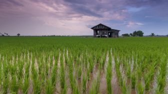 Wisata Tepi Sawah Sedang Tren di Bandarlampung, Mau Coba?