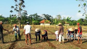 1.083 Hektar Lahan di Ciracap Sukabumi Ditanami Kedelai