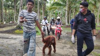 Dirantai Sang Pemilik, Orangutan Betina Dievakuasi Polisi