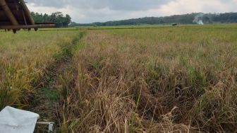 Kelangkaan Pupuk Subsidi di Banten Ancam Ketahan Pangan Lokal