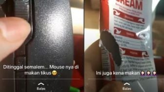 Viral Sisa Kerakusan Tikus Makan Balsem, Netizen: Bibirnya Gak Jontor?