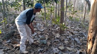 2 Telaga Suaka Margasatwa Paliyan Kering, Petugas Rutin Beri Minum Kawanan Monyet