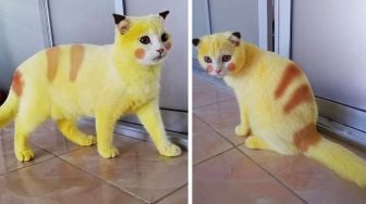 Kucing Mirip Pikachu, Warnanya Berubah Setelah Dioleskan Pasta Kunyit