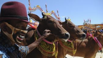 Kontes Sapi Sonok di Pamekasan