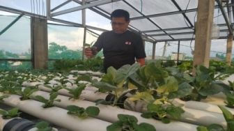 Fian Raih Rp 6 Juta Setiap Bulan dari Sayur Hidroponik