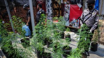 Polisi Gerebek Ladang Ganja di Atap Rumah