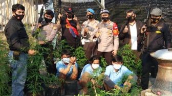 Ditanam selama Pandemi Corona, Kebun Ganja Ditemukan di Atap Rumah Warga