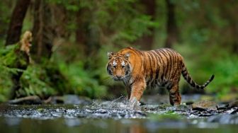Warga Banyuasin Dihebohkan Harimau Sumatera Muncul di Kebun Karet