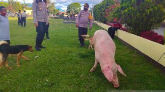 Saling Kumpulkan Babi di Kantor Polisi, 2 Kelompok di Papua Batal Perang