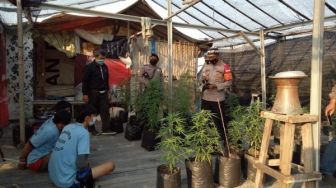 Terbongkar! Ladang Ganja di Perumahan Ciledug Indah Kota Tangerang