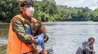 Dirantai di Rumah Walet, Covita Akhirnya Berhasil Diselamatkan