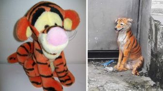 Viral Anjing Dicat Mirip Harimau, Kelompok Pecinta Hewan Murka