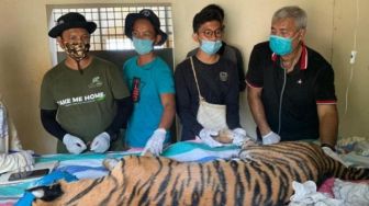 Lagi, Harimau Sumatera Mati Kena Jerat di Area Hutan Industri di Riau