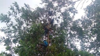 Demi Belajar Online, Siswa Panjat Pohon Setinggi 15 Meter