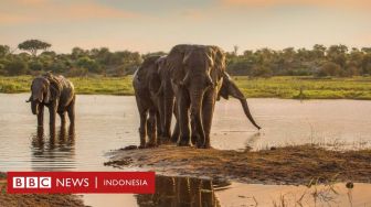 Gajah Jantan Tua Berperan Bagi Keberlangsungan Hidup Spesiesnya