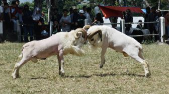 Dua domba beradu kepala saat kontes ternak di Kabupaten Garut, Jawa Barat, Minggu (6/9/2020).  [ANTARA FOTO/Candra Yanuarsyah]