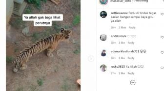 BKSDA: Kabar Itu Tak Benar, Berat Harimau di Maharani Zoo Ideal!