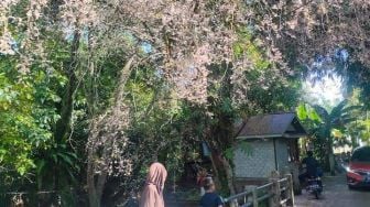 Bunga Mirip Sakura Mekar di Balikpapan