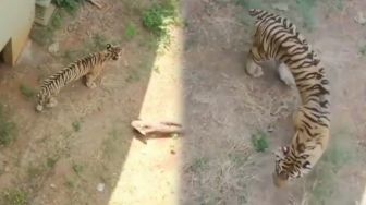 Viral Video Harimau Kurus di Maharani Zoo Lamongan, Ini Penjelasan Dokternya!