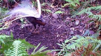 Tak Hanya Pandai Meniru, Kemampuan Burung Ini Mirip Truk Sampah