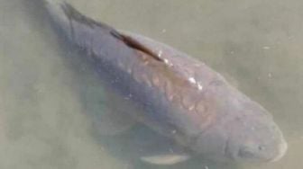 Ikan Pembawa Keberuntungan Mati, Negara Ini Berduka