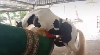 Viral Kuda Kalap Hendak Kawini Manusia, Publik: Salah Sasaran!