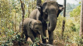 Gajah Lapar Serbu Pembuangan Sampah, Makan Plastik Hingga Mati Perlahan