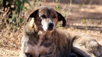 Habisi Anjing Tetangga Pakai Parang, Seorang Pria Diburu Polisi