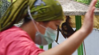 Pengunjung melintas di dekat kandang orang utan di Taman Margasatwa Ragunan, Jakarta, Minggu (13/9/2020).  [ANTARA FOTO/Indrianto Eko Suwarso]