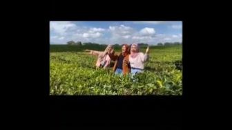 Viral Video Remaja Merusak Kebun Teh, Warganet: Nggak Takut Ular Kobra?