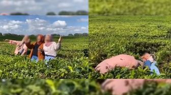 Heboh Video Tiga Remaja Perempuan Merusak Kebun Teh, Warganet Murka